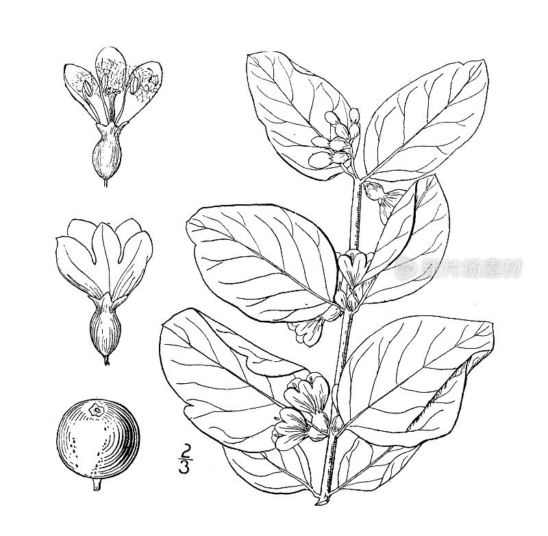 古植物学植物插图:Symphoricarpos racemosus, Snowberry